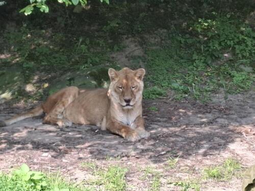 Messenger creation 2D0AC036-F6CB-4EB4-847A-965A97D9900C