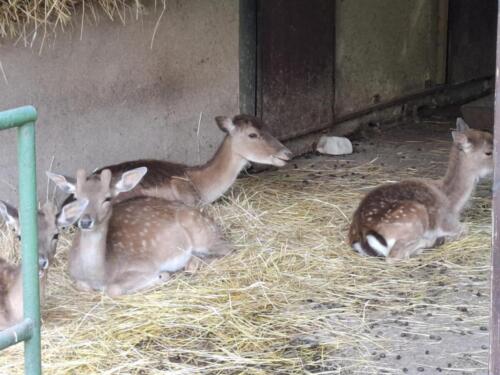 Messenger creation F57CFC99-CCDC-4413-8210-5497A76252A8