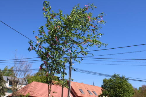 IMG 0245